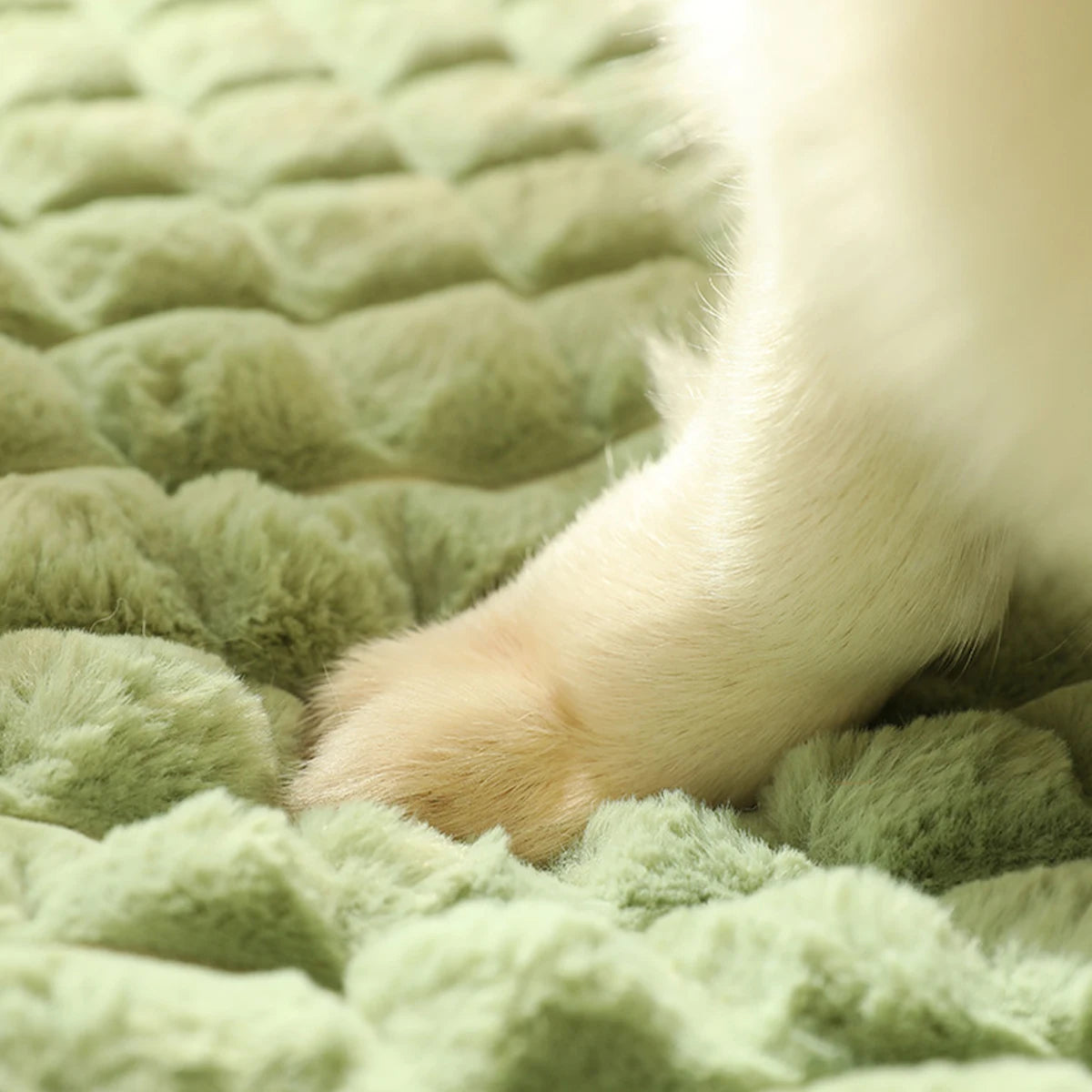 Orthopedic Dog Bed with Pillow